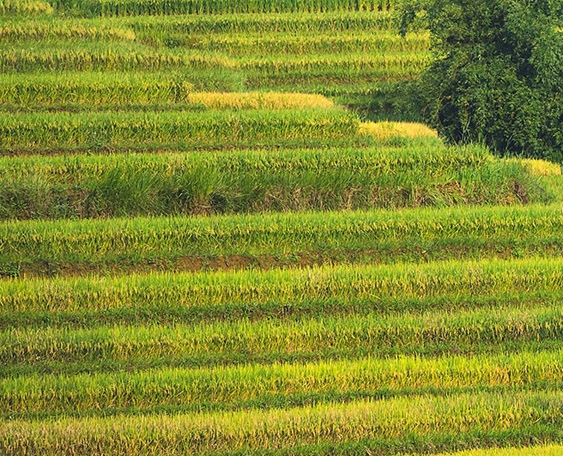 粉象生活邀请码