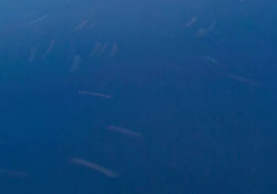 粉象生活的峰会