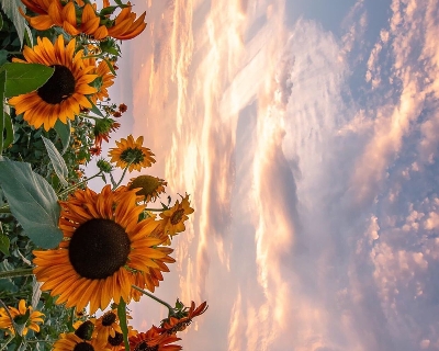 粉象生活怎么赚钱