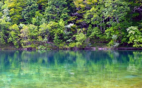 神象野山参粉真伪鉴别