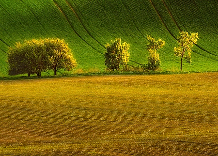 安徽粉象生活代理