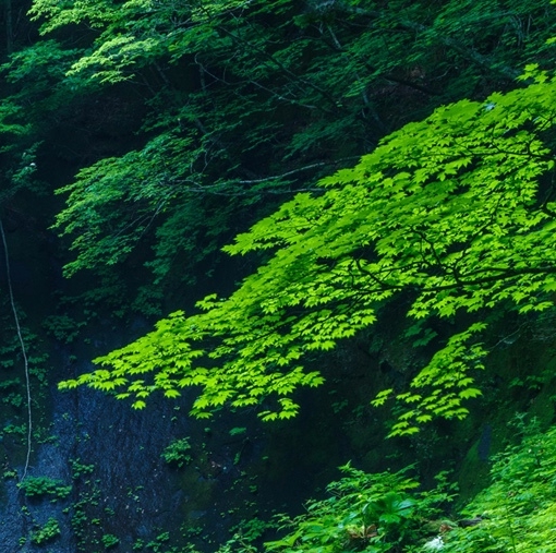 爆款哥