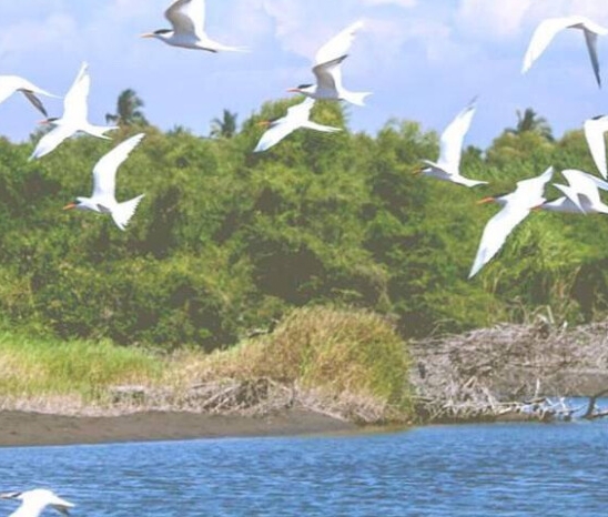 粉象生活能赚到钱吗