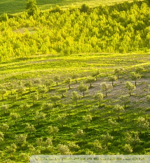 粉象生活怎么填写邀请码