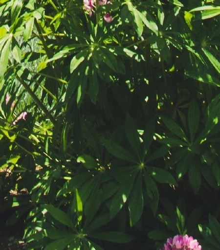 粉象官方邀请码是多少