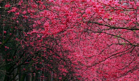 粉象生活可以开店吗
