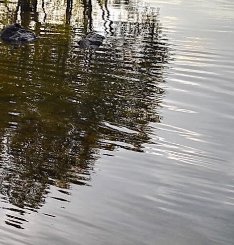 粉象生活新用户ID