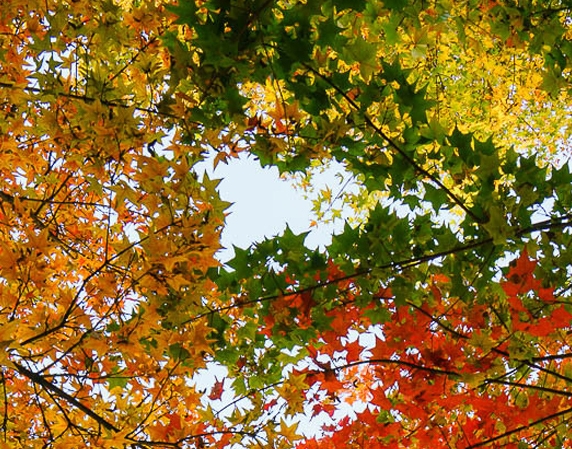 粉象生活粉丝怎么增加