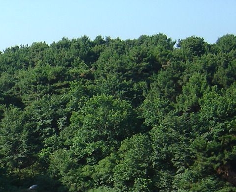 粉象生活模式合法吗