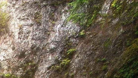 粉象生活战略视频