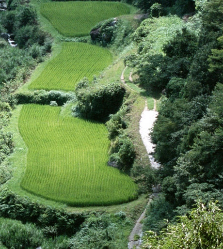 粉象生活app