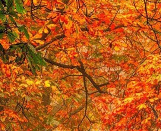 酒泉粉象生活app