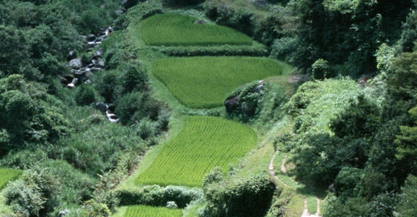 粉象生活是什么?