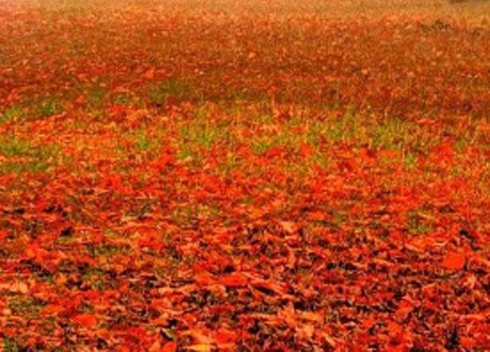 粉象生活邀请码