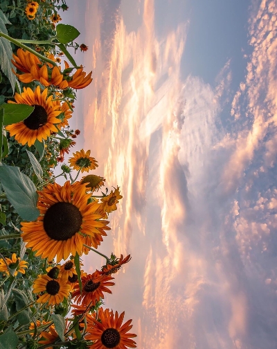 粉象生活多久开通一次