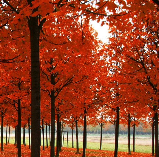 河南创新粉象生活赚钱么