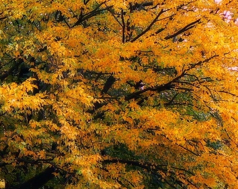 粉象生活到底能不能做