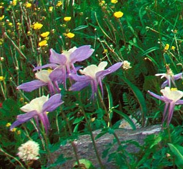 粉象生活怎么赚钱