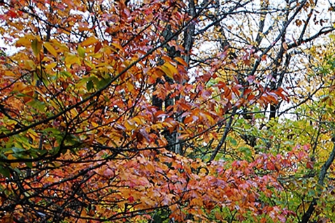 注册粉象生活有风险吗