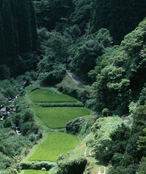 淘宝授权粉象生活有危险吗