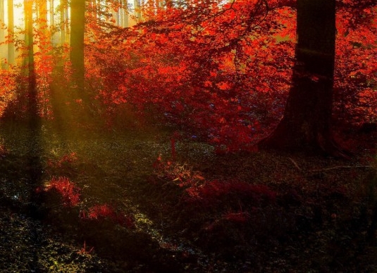 粉象生活是什么