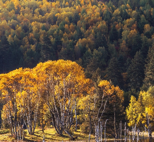 阿里妈妈粉象生活