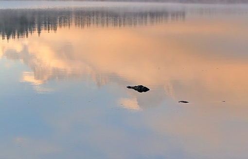 粉象生活能不能开小号
