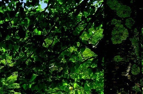 粉象生活如何领取拼多多