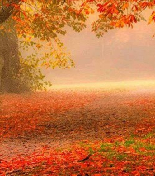 粉象生活如何开通店铺