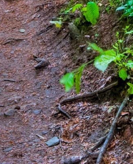 花粉俱乐部阅读权限怎么提高
