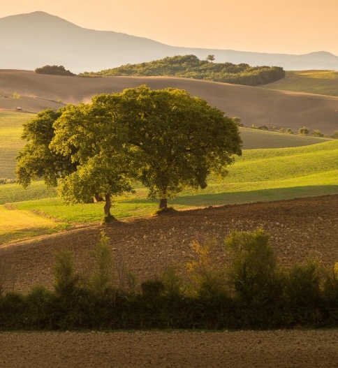 杭州粉象生活市场行情