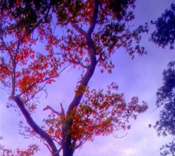 粉象生活邀请码在哪里填写