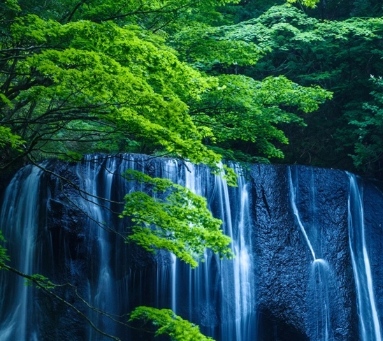 粉象生活下载app
