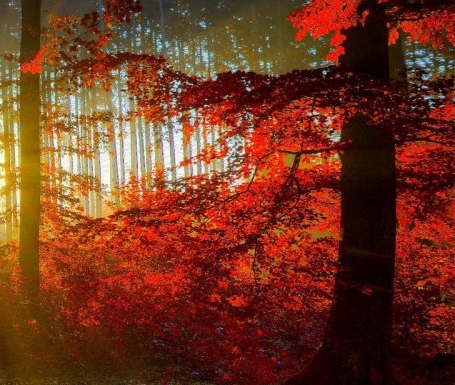 粉象生活邀请码