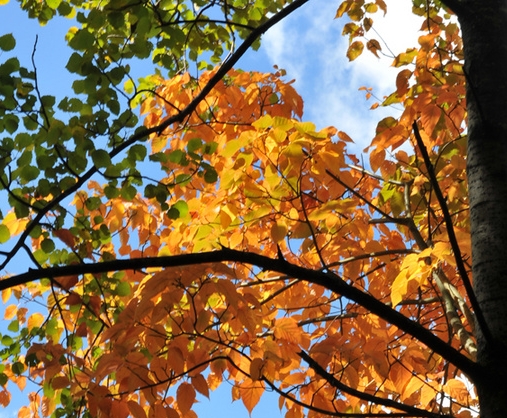 粉象生活邀请一个人有多少佣金