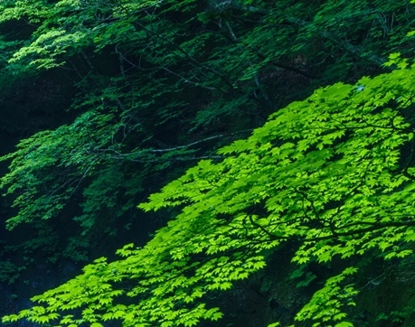 粉象生活