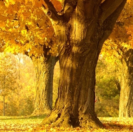 如何找到粉象生活