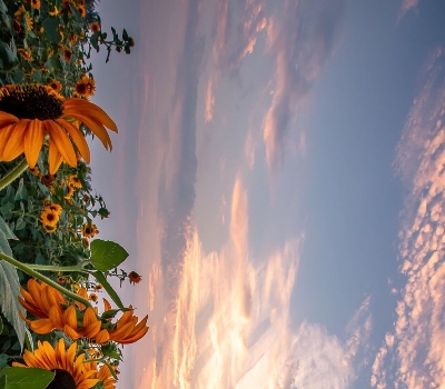 粉象生活下载app