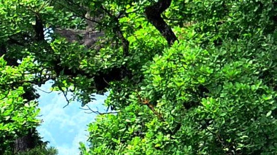 粉象生活靠什么赚钱