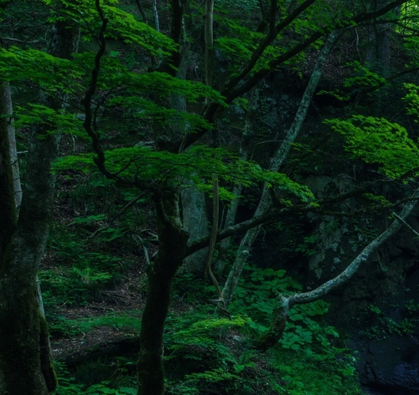 粉象生活粉丝怎么增加