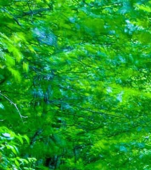 粉象生活新项目希鹿生活