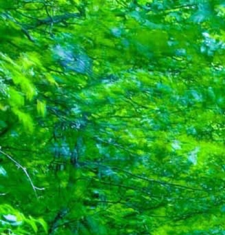 粉象生活粉丝有什么用