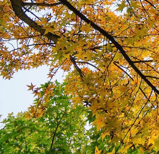 粉象生活怎么赚钱