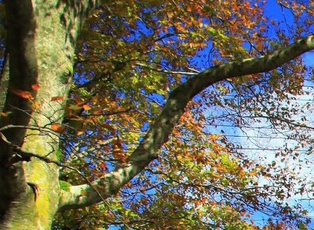 粉象生活邀请码