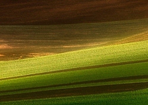 粉象生活同类app