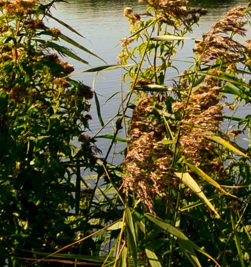 粉象生活鹅绒被