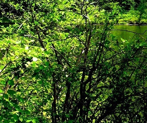 粉象生活邀请码