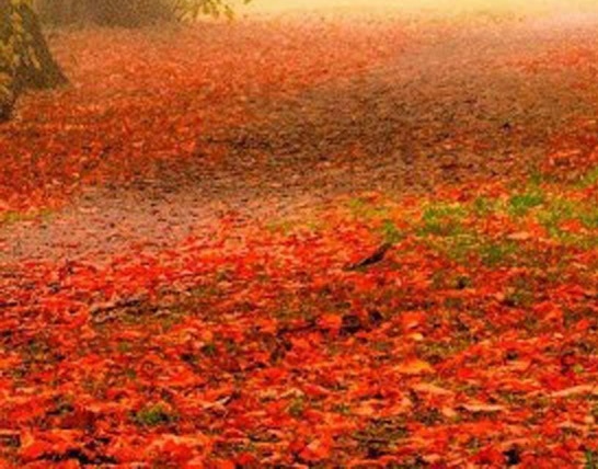 粉象生活下单记录