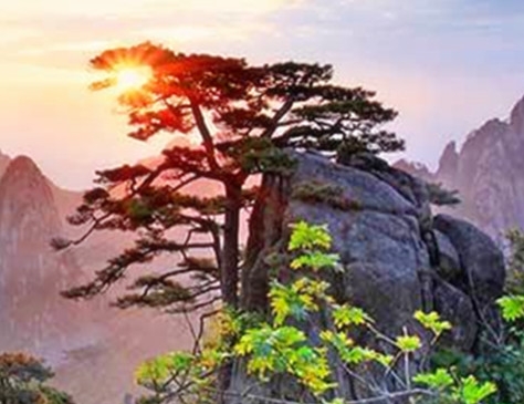 广东粉象生活如何使用