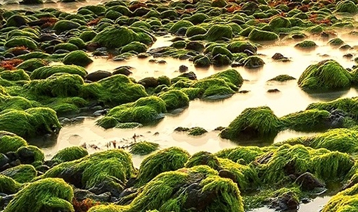 粉象生活新玩法